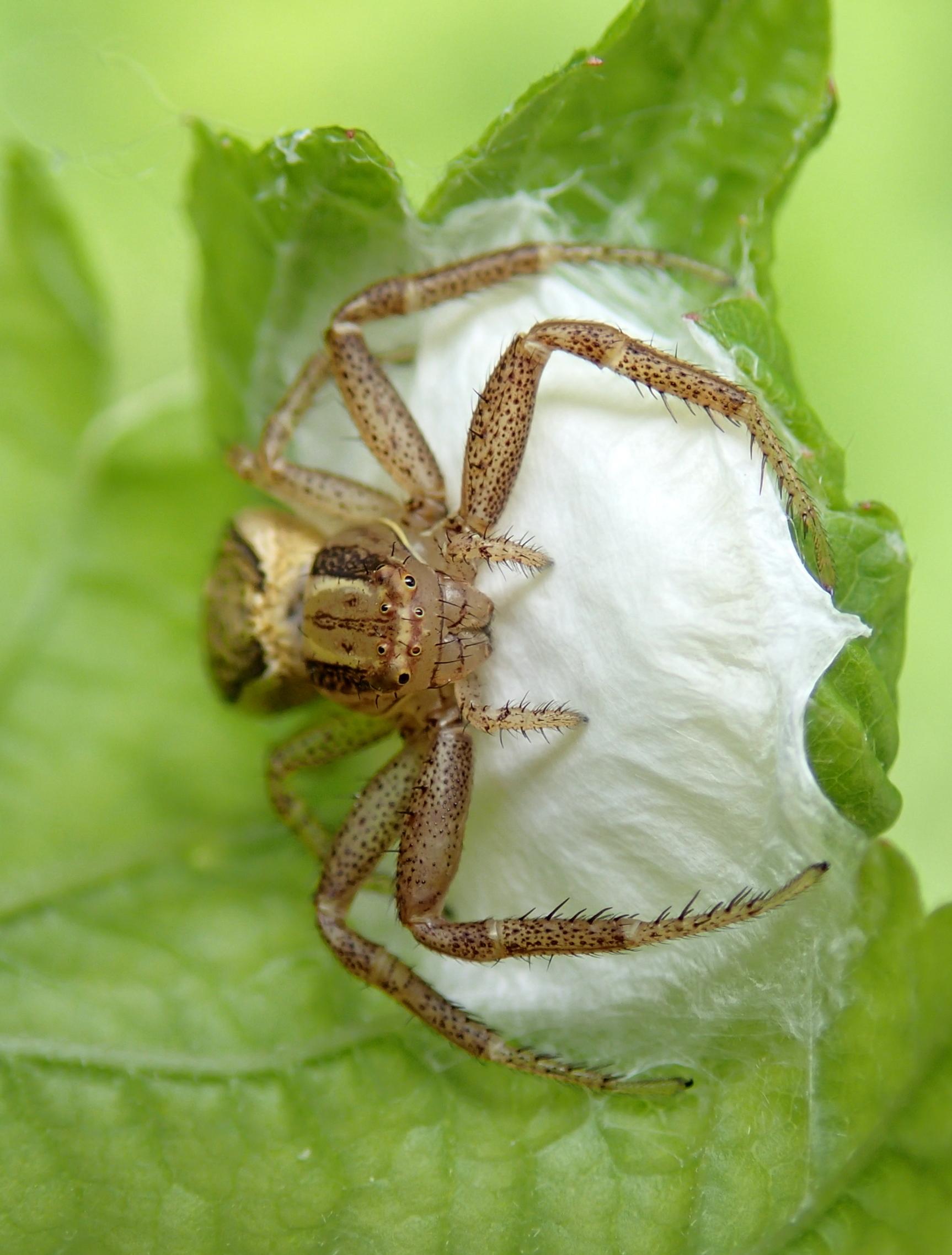 xysticus ulmi con ovisacco Lughignano (TV)